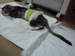 20101126030226.jpg
