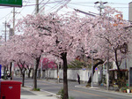 sakura110324-1.jpg