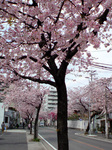 sakura110324-2.jpg
