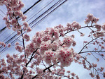 sakura110324-3.jpg